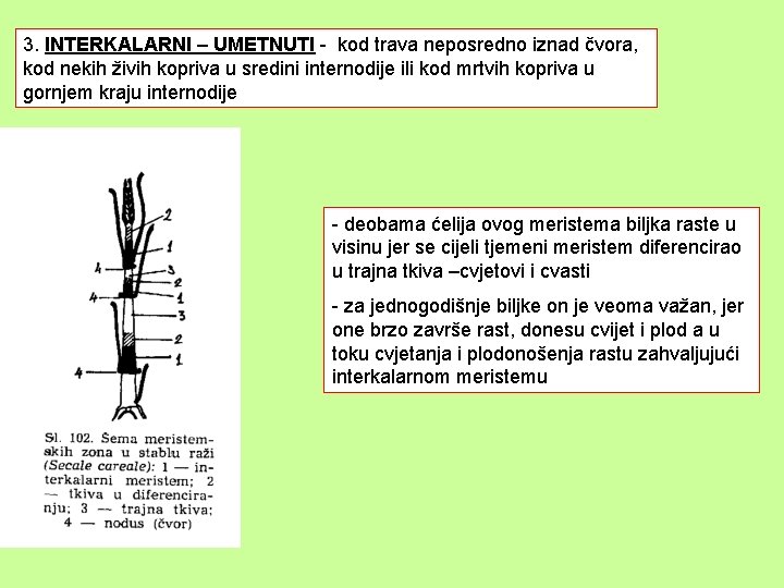 3. INTERKALARNI – UMETNUTI - kod trava neposredno iznad čvora, kod nekih živih kopriva