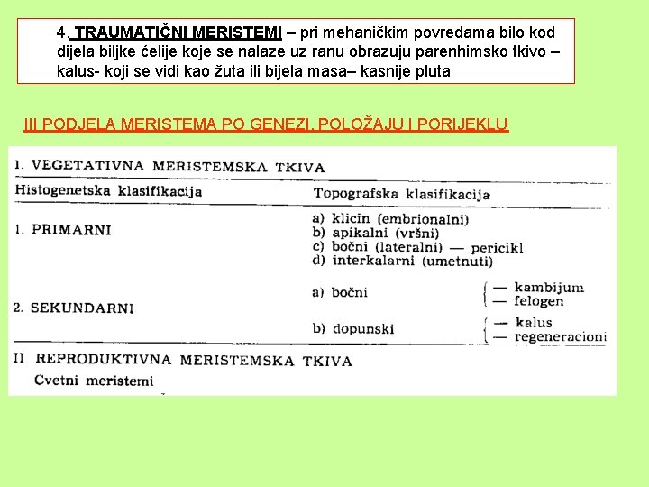 4. TRAUMATIČNI MERISTEMI – pri mehaničkim povredama bilo kod dijela biljke ćelije koje se