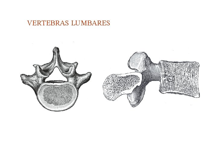 VERTEBRAS LUMBARES 