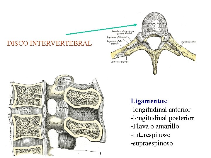 DISCO INTERVERTEBRAL Ligamentos: -longitudinal anterior -longitudinal posterior -Flava o amarillo -interespinoso -supraespinoso 