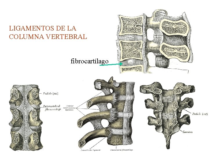 LIGAMENTOS DE LA COLUMNA VERTEBRAL fibrocartílago 