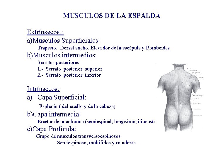 MUSCULOS DE LA ESPALDA Extrínsecos : a)Musculos Superficiales: Trapecio, Dorsal ancho, Elevador de la