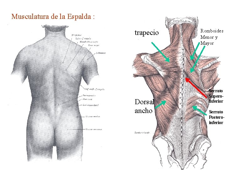 Musculatura de la Espalda : trapecio Dorsal ancho Romboides Menor y Mayor Serrato Superoinferior