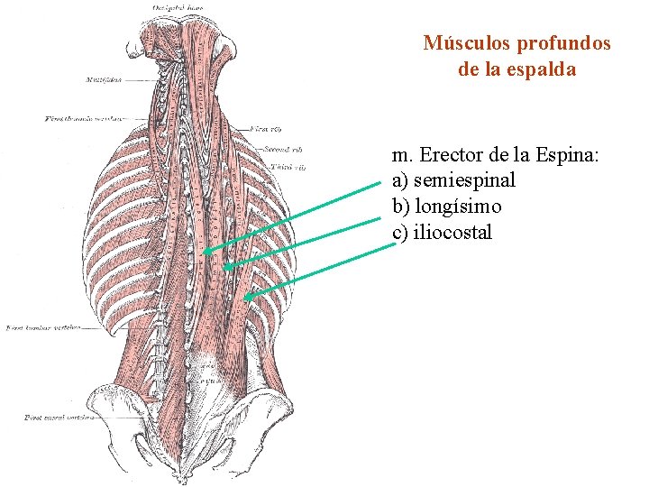 Músculos profundos de la espalda m. Erector de la Espina: a) semiespinal b) longísimo