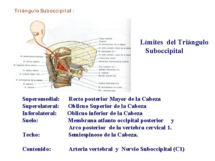 Límites del Triángulo Suboccipital Superomedial: Superolateral: Inferolateral: Suelo: Techo: Recto posterior Mayor de la