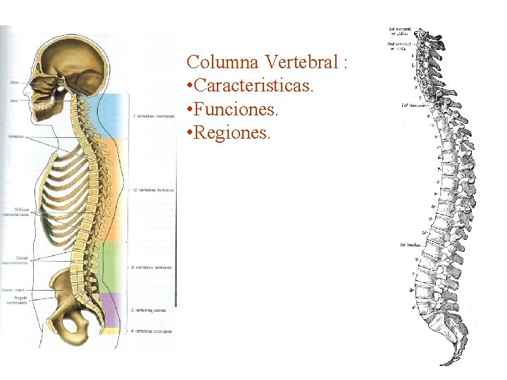 Columna Vertebral : • Caracteristicas. • Funciones. • Regiones. 