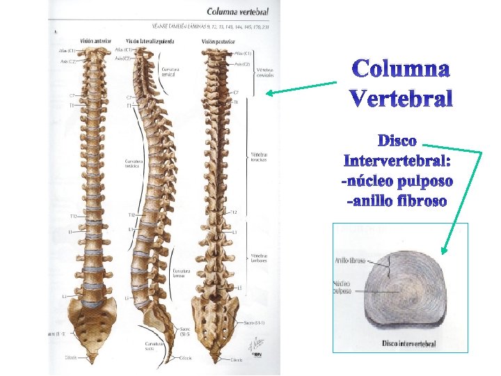 Columna Vertebral Disco Intervertebral: -núcleo pulposo -anillo fibroso 