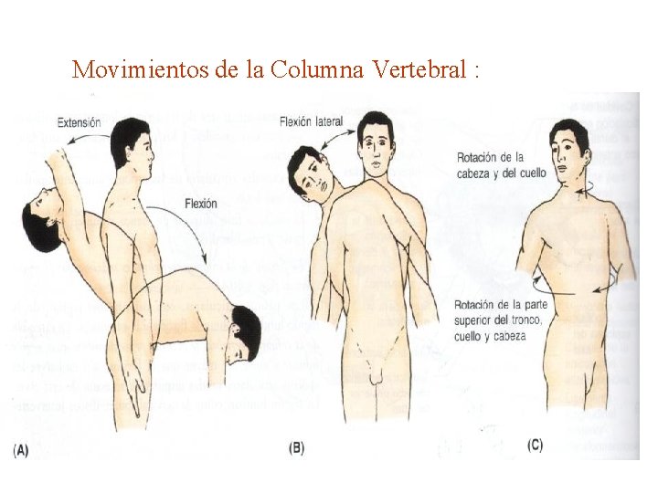 Movimientos de la Columna Vertebral : 