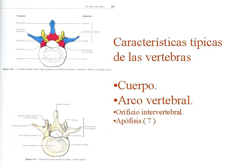 Características típicas de las vertebras • Cuerpo. • Arco vertebral. • Orificio intervertebral. •