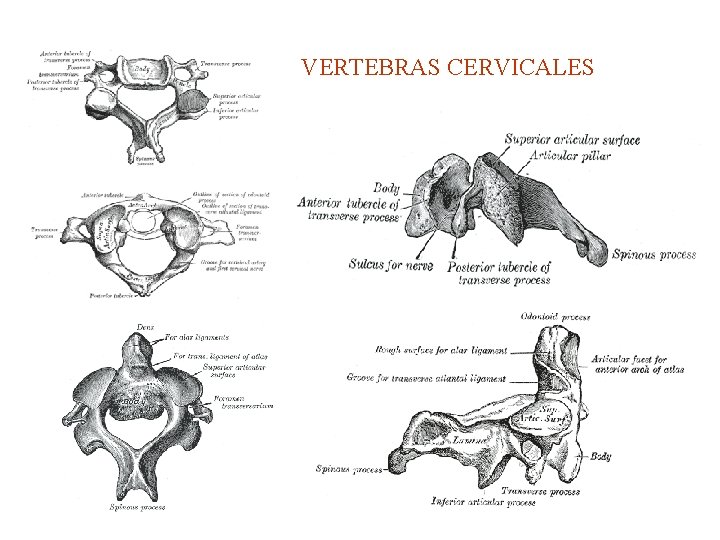 VERTEBRAS CERVICALES 