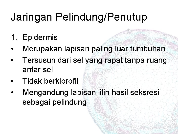 Jaringan Pelindung/Penutup 1. Epidermis • Merupakan lapisan paling luar tumbuhan • Tersusun dari sel