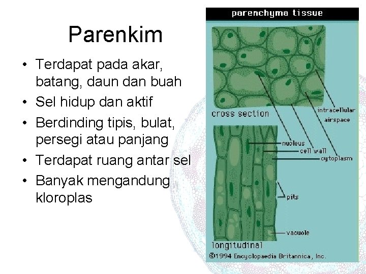 Parenkim • Terdapat pada akar, batang, daun dan buah • Sel hidup dan aktif