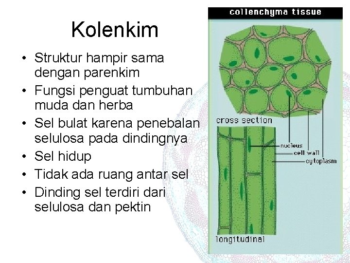 Kolenkim • Struktur hampir sama dengan parenkim • Fungsi penguat tumbuhan muda dan herba