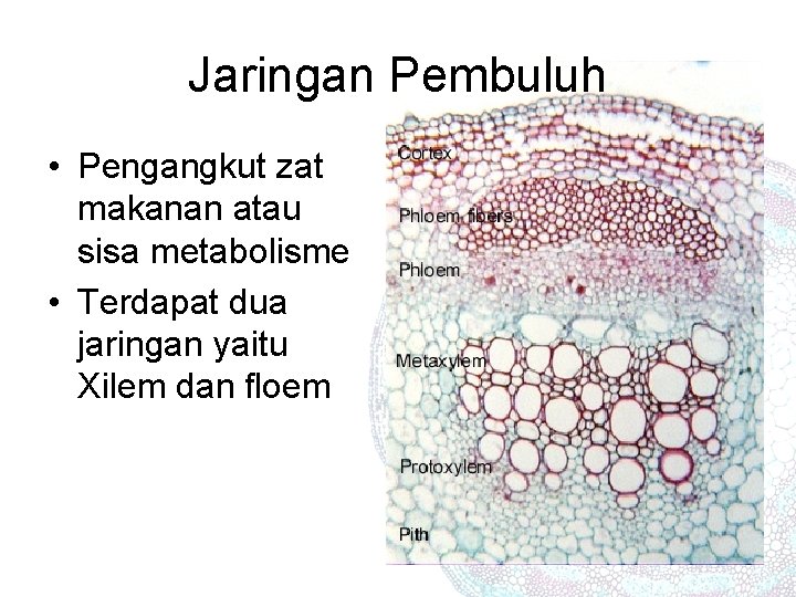 Jaringan Pembuluh • Pengangkut zat makanan atau sisa metabolisme • Terdapat dua jaringan yaitu