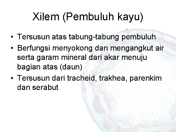 Xilem (Pembuluh kayu) • Tersusun atas tabung-tabung pembuluh • Berfungsi menyokong dan mengangkut air