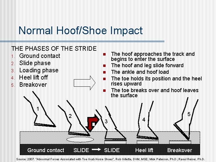 Normal Hoof/Shoe Impact THE PHASES OF THE STRIDE 1. Ground contact 2. Slide phase