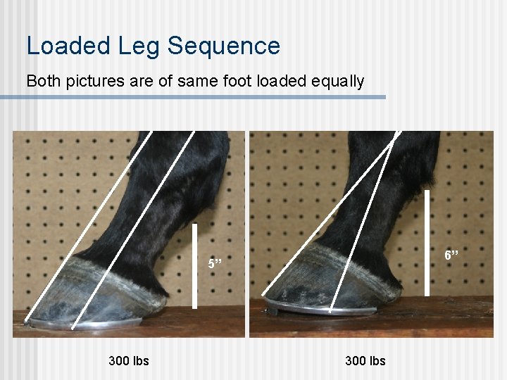 Loaded Leg Sequence Both pictures are of same foot loaded equally 6” 5” 300