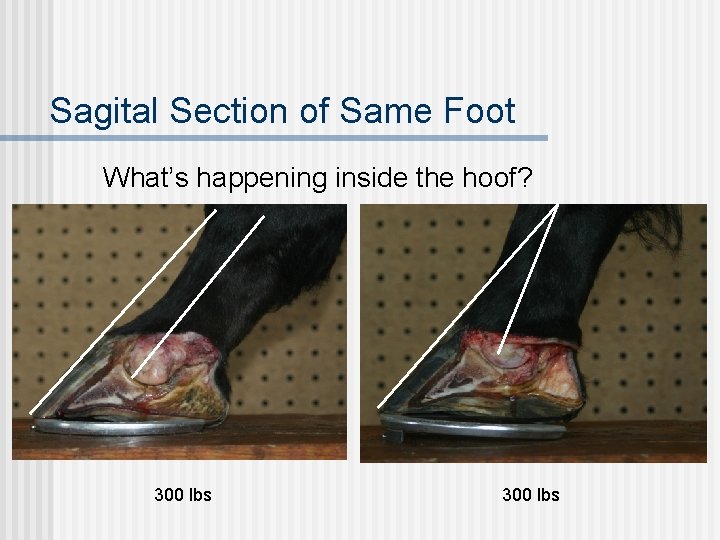 Sagital Section of Same Foot What’s happening inside the hoof? 300 lbs 