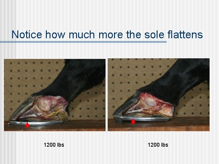 Notice how much more the sole flattens 1200 lbs 