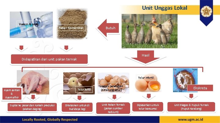 Unit Unggas Lokal Vaksin & obat Pakan Konsentrat Butuh Hasil Didapatkan dari unit pakan Unit Unggas Lokal Vaksin & obat Pakan Konsentrat Butuh Hasil Didapatkan dari unit pakan