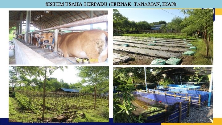 SISTEM USAHA TERPADU (TERNAK, TANAMAN, IKAN) SISTEM USAHA TERPADU (TERNAK, TANAMAN, IKAN)