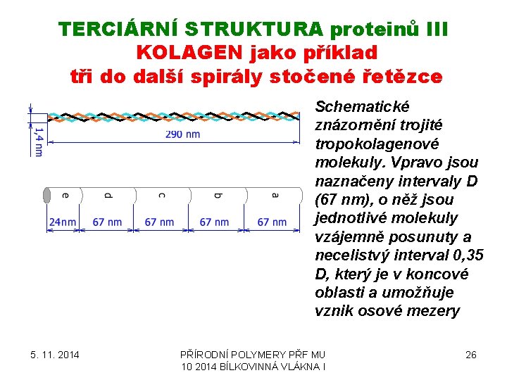 TERCIÁRNÍ STRUKTURA proteinů III KOLAGEN jako příklad tři do další spirály stočené řetězce Schematické