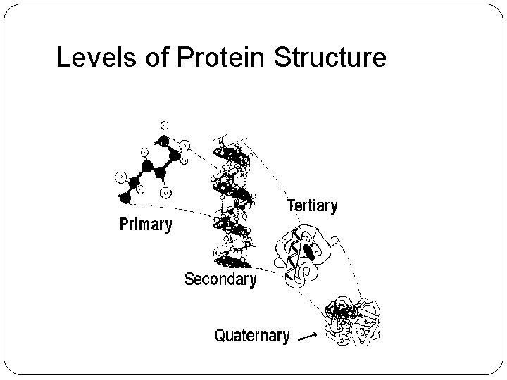 Levels of Protein Structure 
