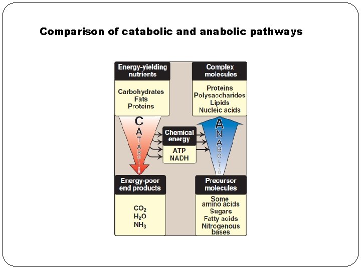 Comparison of catabolic and anabolic pathways 