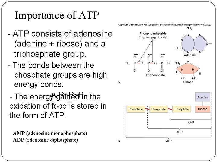 Importance of ATP - ATP consists of adenosine (adenine + ribose) and a triphosphate