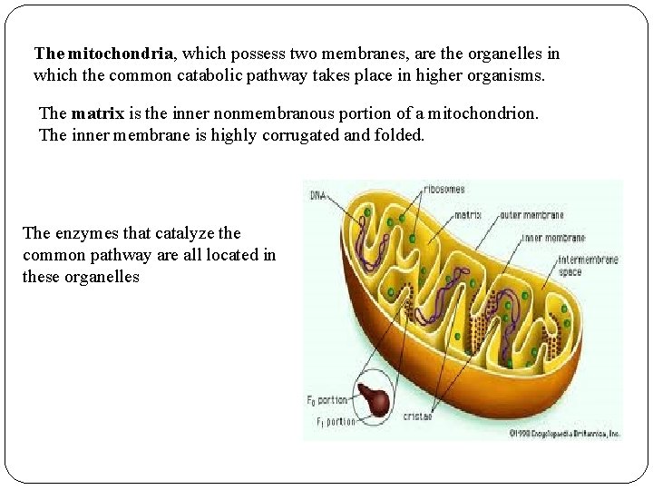 The mitochondria, which possess two membranes, are the organelles in which the common catabolic