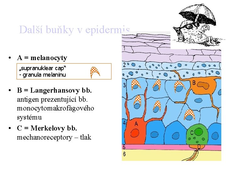 Další buňky v epidermis • A = melanocyty „supranuklear cap“ - granula melaninu •