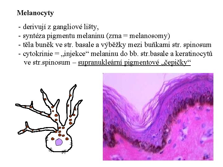 Melanocyty - derivují z gangliové lišty, - syntéza pigmentu melaninu (zrna = melanosomy) -
