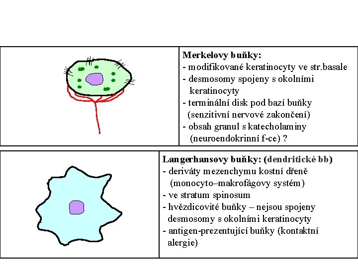  Merkelovy buňky: - modifikované keratinocyty ve str. basale - desmosomy spojeny s okolními