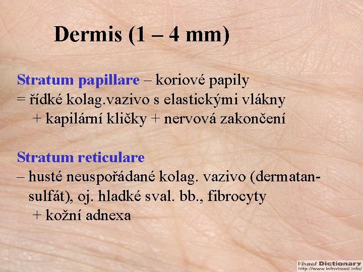 Dermis (1 – 4 mm) Stratum papillare – koriové papily = řídké kolag. vazivo
