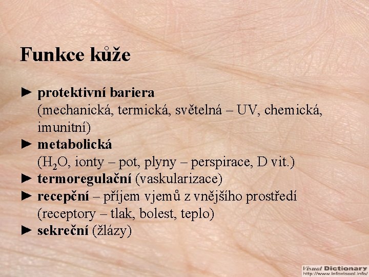 Funkce kůže ► protektivní bariera (mechanická, termická, světelná – UV, chemická, imunitní) ► metabolická