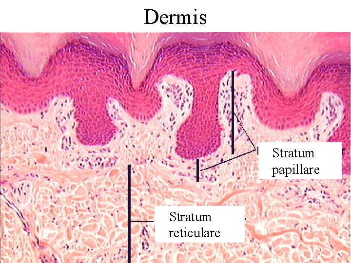 Dermis Stratum papillare Stratum reticulare 