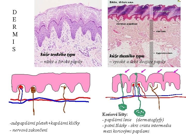 D E R M I S kůže tenkého typu – nízké a široké papily