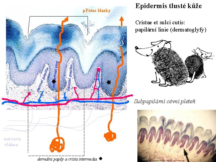 p. Potní žlázky Epidermis tlusté kůže Cristae et sulci cutis: papilární linie (dermatoglyfy) Subpapilární