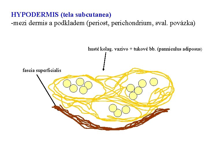 HYPODERMIS (tela subcutanea) -mezi dermis a podkladem (periost, perichondrium, sval. povázka) husté kolag. vazivo