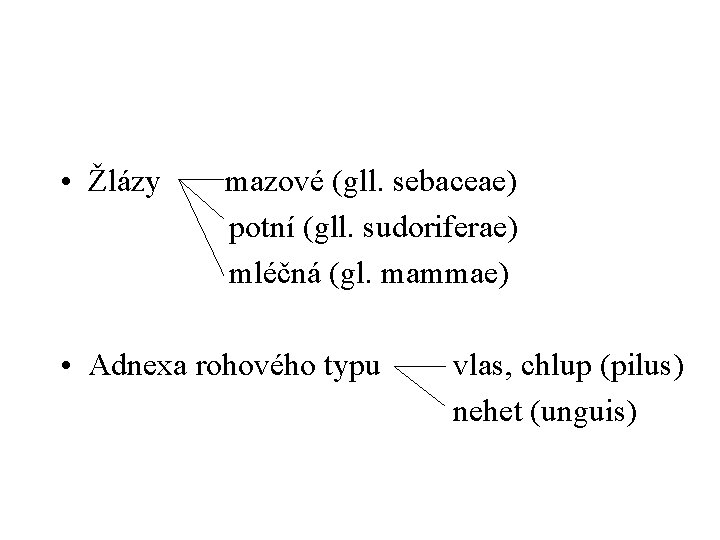  • Žlázy mazové (gll. sebaceae) potní (gll. sudoriferae) mléčná (gl. mammae) • Adnexa