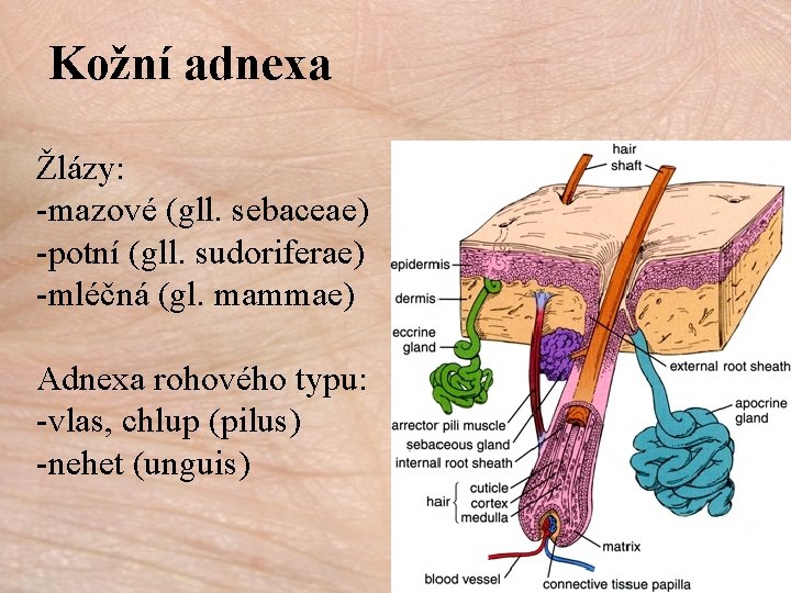 Kožní adnexa Žlázy: -mazové (gll. sebaceae) -potní (gll. sudoriferae) -mléčná (gl. mammae) Adnexa rohového