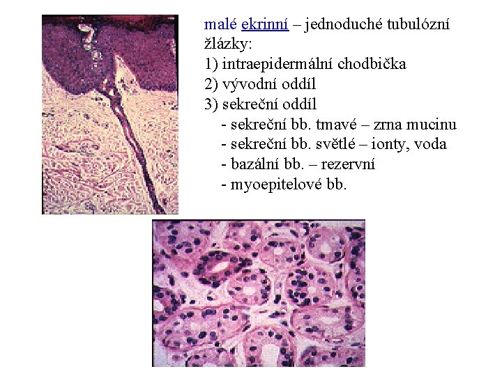  malé ekrinní – jednoduché tubulózní žlázky: 1) intraepidermální chodbička 2) vývodní oddíl 3)