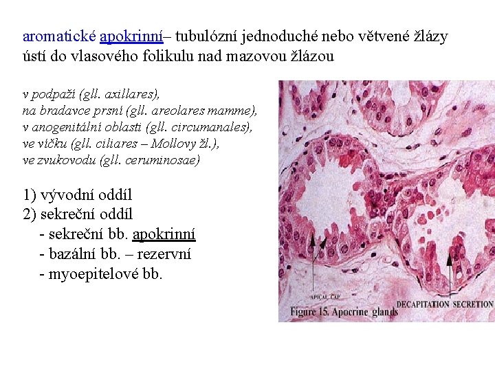 aromatické apokrinní– tubulózní jednoduché nebo větvené žlázy ústí do vlasového folikulu nad mazovou žlázou