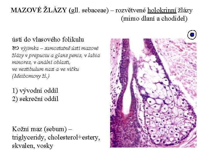 MAZOVÉ ŽLÁZY (gll. sebaceae) – rozvětvené holokrinní žlázy (mimo dlaní a chodidel) ústí do