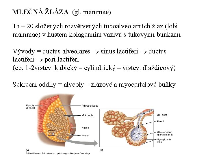 MLÉČNÁ ŽLÁZA (gl. mammae) 15 – 20 složených rozvětvených tuboalveolárních žláz (lobi mammae) v