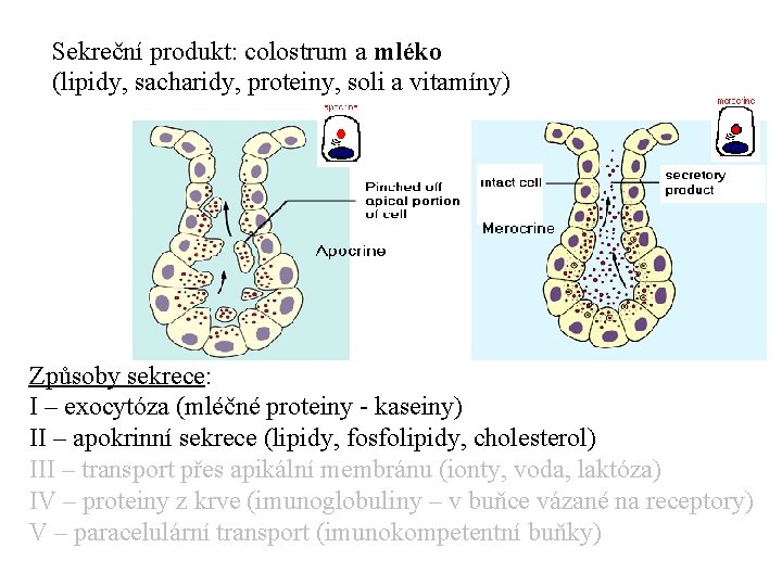 Sekreční produkt: colostrum a mléko (lipidy, sacharidy, proteiny, soli a vitamíny) Způsoby sekrece: I