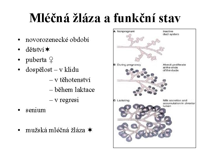 Mléčná žláza a funkční stav • novorozenecké období • dětství • puberta ♀ •