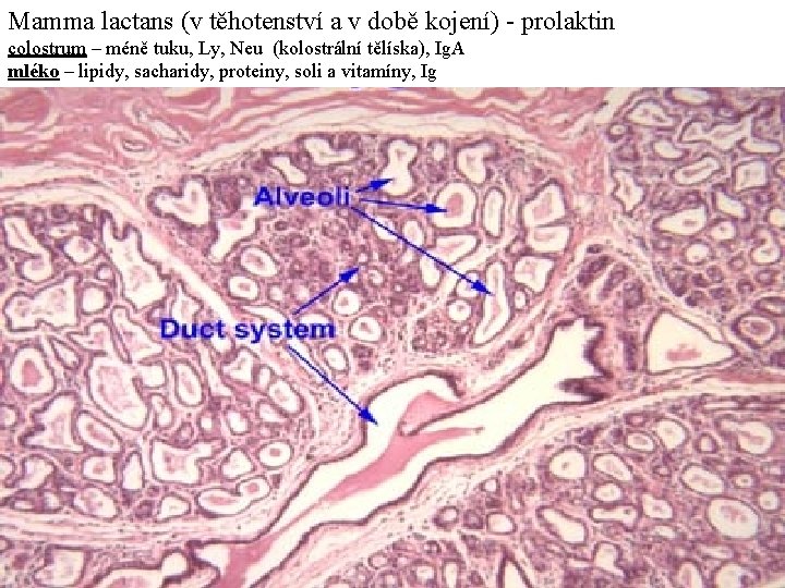 Mamma lactans (v těhotenství a v době kojení) - prolaktin colostrum – méně tuku,