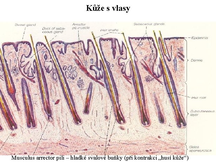 Kůže s vlasy Musculus arrector pili – hladké svalové buňky (při kontrakci „husí kůže“)