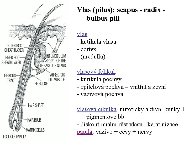 Vlas (pilus): scapus - radix - bulbus pili vlas: - kutikula vlasu - cortex